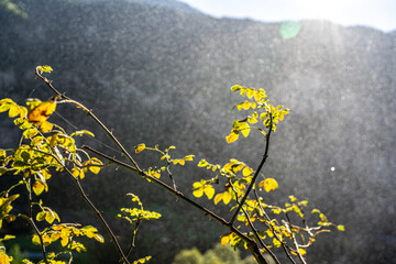 yellow flowers of green grass