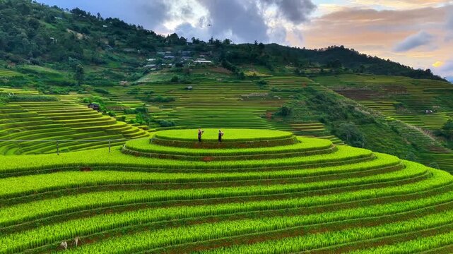 Aerial view of Hmong woman on golden rice terraces at Mu Cang Chai town near Sapa city, Vietnam. Beautiful terraced rice field in harvest season in Yen Bai province. Travel and landscape concept.