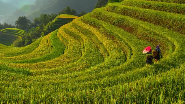 Aerial view of Hmong girls on golden rice terraces at Mu Cang Chai town near Sapa city, Vietnam. Beautiful terraced rice field in harvest season in Yen Bai province. Travel and landscape concept.