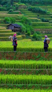 Aerial view of Hmong woman on golden rice terraces at Mu Cang Chai town near Sapa city, Vietnam. Beautiful terraced rice field in harvest season in Yen Bai province. Travel and landscape concept.