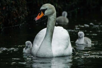 Family of swans