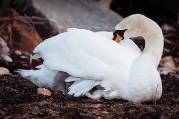 Family of swans