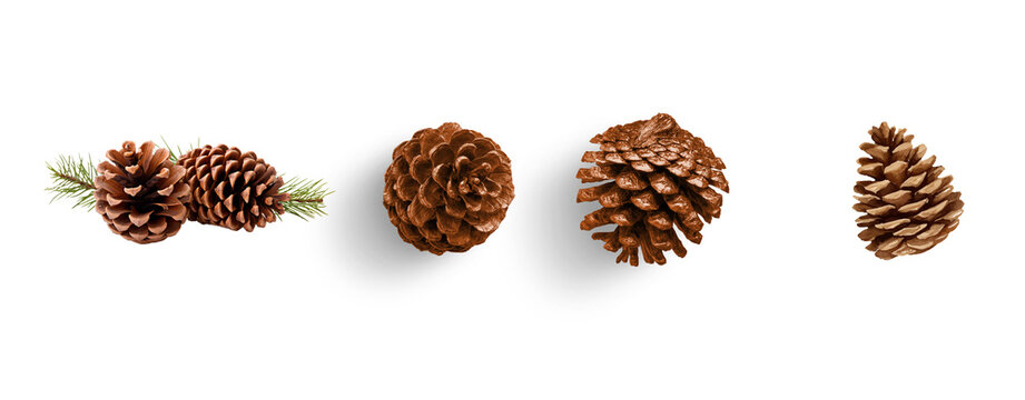 set of pine cones isolated on transparent background for christmas decoration designs greeting card and invitation card banner 