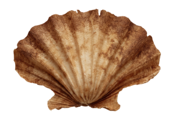 Textured seashell, fan shape, beige and brown tones