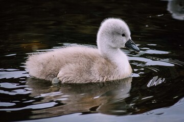 Family of swans
