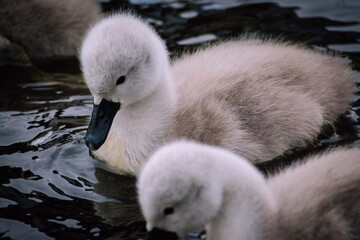 Family of swans