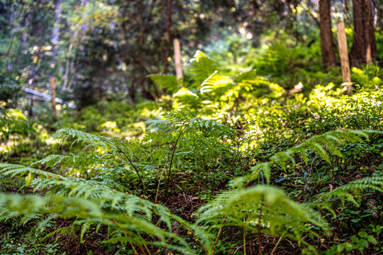green moss on the stone