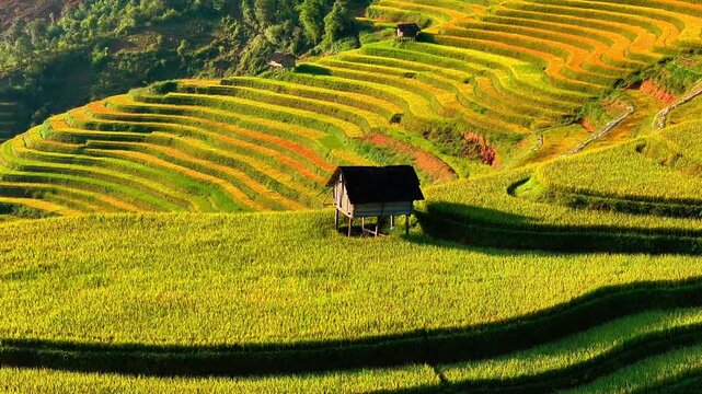 Aerial view of golden rice terraces at Mu Cang Chai town near Sapa city, North of Vietnam. Beautiful terraced rice field in harvest season in Yen Bai province. Travel and landscape concept.