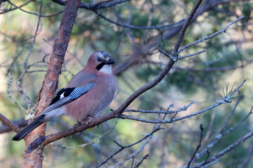 Jay