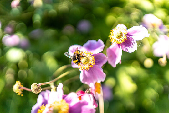 bee on a flower