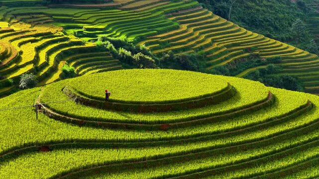 Aerial view of Hmong woman on golden rice terraces at Mu Cang Chai town near Sapa city, Vietnam. Beautiful terraced rice field in harvest season in Yen Bai province. Travel and landscape concept.