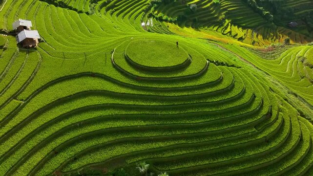 Aerial view of Hmong woman on golden rice terraces at Mu Cang Chai town near Sapa city, Vietnam. Beautiful terraced rice field in harvest season in Yen Bai province. Travel and landscape concept.