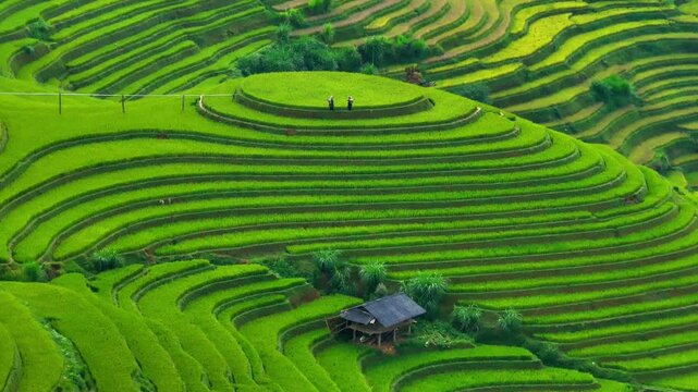 Aerial view of Hmong woman on golden rice terraces at Mu Cang Chai town, North of Vietnam. Beautiful terraced rice field in harvest season in Yen Bai province