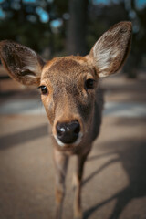 white tailed deer