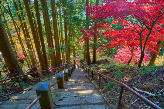 秋の神奈川県伊勢原市大山(おおやま)の登山道石段から鳥居(登拝門)を見る