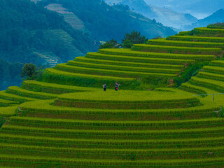 Aerial view of Hmong girl on golden rice terraces at Mu Cang Chai town, North of Vietnam. Beautiful...