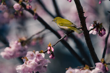 bird on a branch