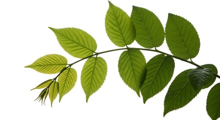 Fototapeta premium Stainless Steel Whisk for Kitchen Baking and Cooking