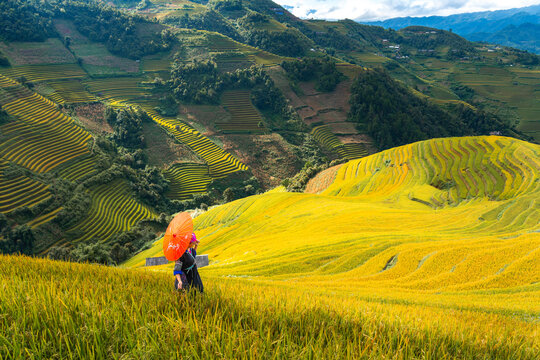 Aerial view of Hmong girl on golden rice terraces at Mu Cang Chai town, North of Vietnam. Beautiful terraced rice field in harvest season in Yen Bai province