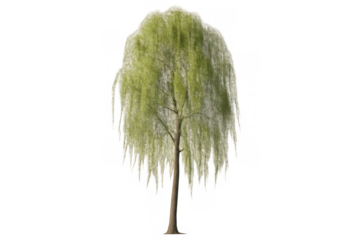 Weeping willow tree with green foliage and hanging branches. Digital rendering isolated on a transparent alpha channel