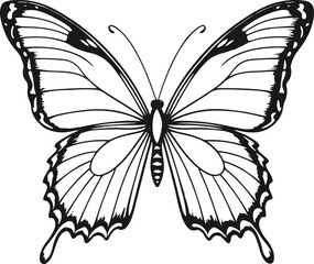 Line drawing of a butterfly with mirrored wings