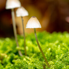 Diese Pilzfamilie leuchtet, als hätte der Herbst selbst ein Geheimnis in Bernstein gegossen. Ihr warmes Orange schimmert wie Laternen in einer vergessenen Märchenlandschaft, geschützt von einer Decke 
