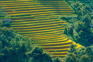 Fototapeta premium Aerial view of golden rice terraces in Khau Pha pass at Mu Cang Chai town near Sapa city, North of Vietnam. Beautiful terraced rice field in harvest season in Yen Bai province. 