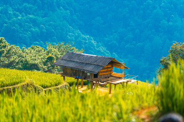 Aerial view of golden rice terraces in Khau Pha pass at Mu Cang Chai town near Sapa city, North of Vietnam. Beautiful terraced rice field in harvest season in Yen Bai province. 