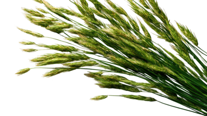 Golden wheat ears arranged in a natural clustered formation showcasing detailed grains and organic texture clearly presented isolated on white background