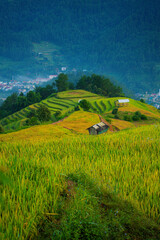 Aerial view of golden rice terraces in Kim Noi commune at Mu Cang Chai town near Sapa city, Vietnam. Beautiful terraced rice field in harvest season in Yen Bai province