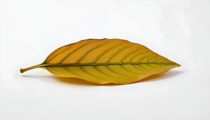 A single yellow leaf with visible veins, resting against a neutral background that could be interpreted as either light or dark in tone, allowing for contrast or depth perception.