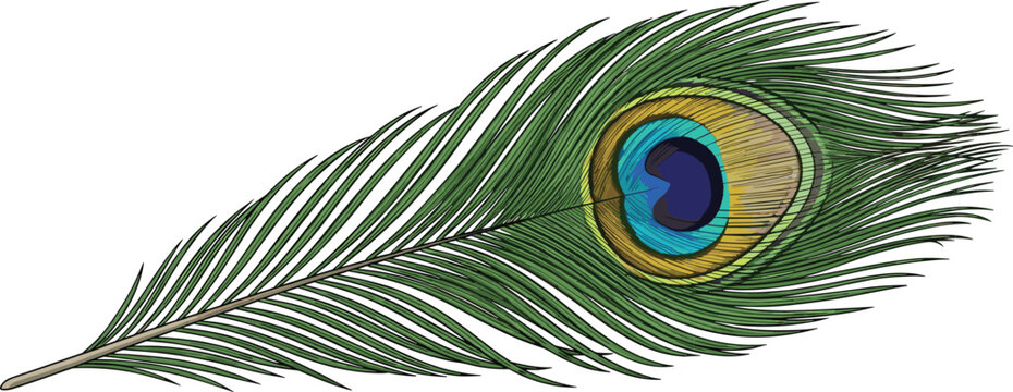 Stylized peacock feather with eye pattern, vibrant green and blue colors, elegant nature motif, flat vector illustration