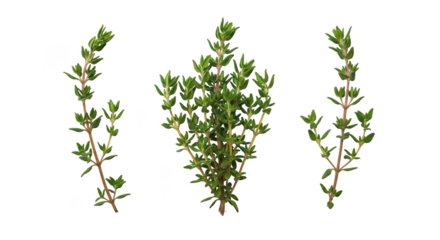 Fresh Thyme Sprigs Isolated On Black Background