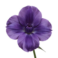 Naklejka premium Isolated elegant flower in deep royal purple with realistic soft petals and subtle shadows, high detail on a transparent background