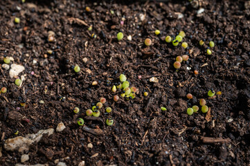 ํYoung Hamato Cactus while growing from seed. Seedlings are very small and grow fairly slowly.
