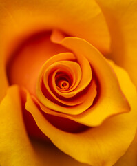 Close up of Halloween Rose blooming. Roses have a classic beauty, complementing traditional and contemporary garden alike.