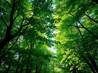 Fototapeta premium Lush green tree canopy with dappled sunlight filtering through its leaves, creating a serene forest scene, arboreal, shady