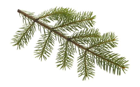 Green fir tree branch isolated on transparent background - Powered by Adobe