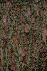 tree bark texture