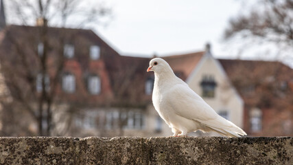 Weiße Taube