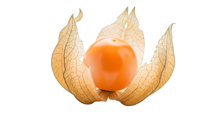 Single ripe physalis fruit with textured papery calyx, also known as cape gooseberry, isolated on a clean transparent background
