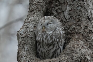 目を閉じたエゾフクロウ
