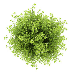 Fototapeta premium Lush green bush viewed from above with abundant fresh leaves isolated on transparent background