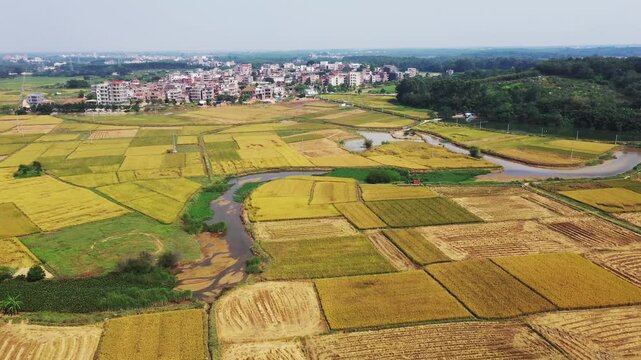 Autumn Rice Harvest Fields in Zhangshan Village - Aerial View of Golden Agricultural Landscape