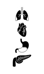 Anatomical Illustrations of Heart, Lungs, Stomach, and Pancreas