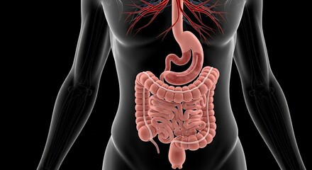 Anatomical Illustration of Human Digestive System Featuring Esophagus Stomach Intestines for Digestion Process and Internal Bodily Functions 3d Render