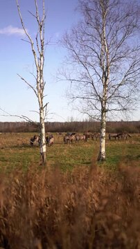 Herd of wild horses grazing in open field during autumn