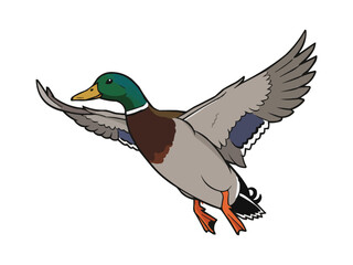 Flying Mallard Duck Vector Illustration, Flying Duck Graphic Design