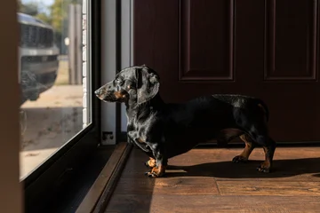 Fototapeten Pony Dachshund standing in sunlight  looking outside  © Cavan
