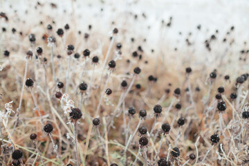 Dried coneflower seed heads covered in winter frost